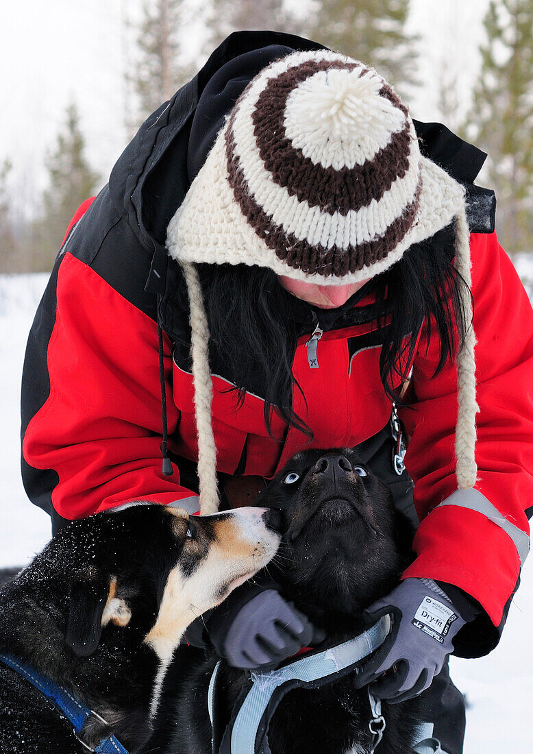 Person harnessing huskies, Lapland, Sweden