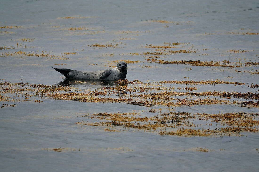 Grey seal at beach, Orkney Islands, Scotland, Great Britain