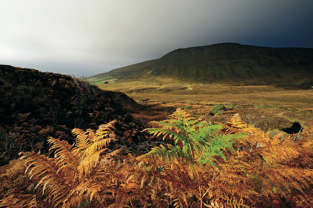 Autumn scenery near Rackwick Bay, Hoy, Orkney Islands, Scotland, Great Britain