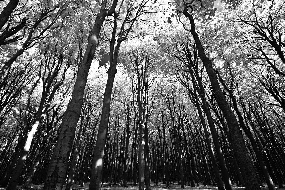 Ghost forest, Gespensterwald, Nienhagen, Mecklenburg-Vorpommern, Germany