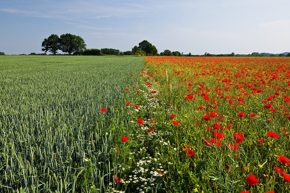 Poppies in a cornfield near Ploen, Schleswig-Holstein, Germany
