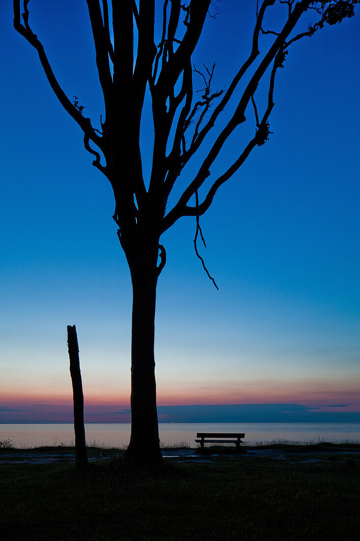 Baum im Abendlicht, Gespensterwald, Ostsee, Nienhagen, Mecklenburg-Vorpommern, Deutschland