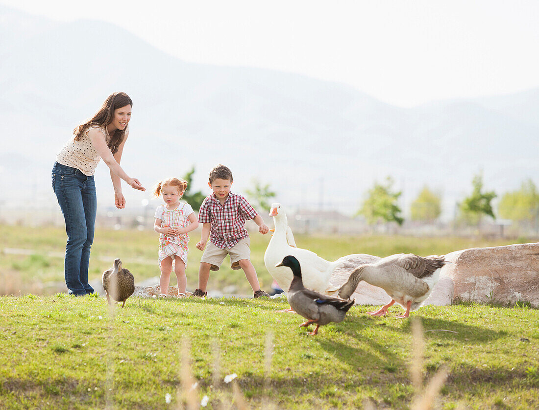 Caucasian mother and children feeding ducks and geese, South Jordan, Utah, USA
