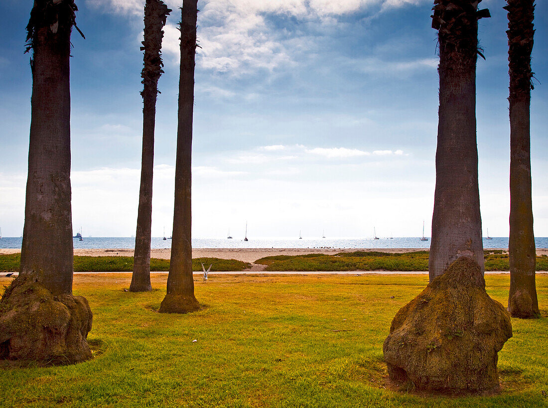 Palm Trees on Beach Lawn, Santa Barbara, California, USA