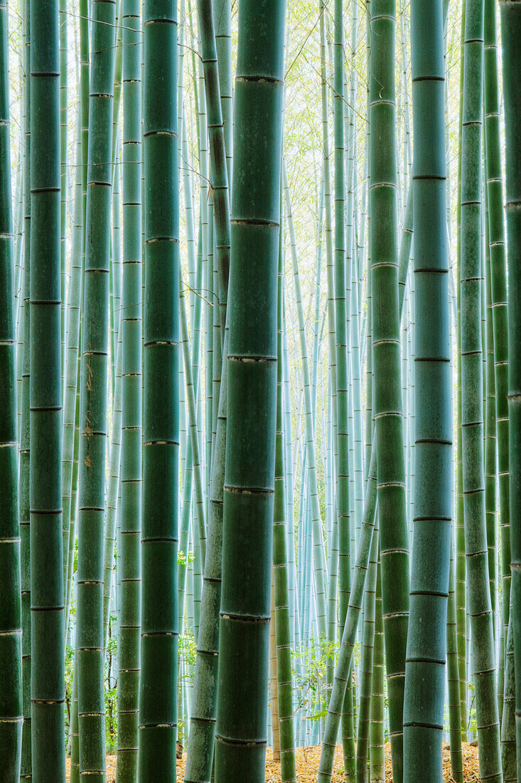 Detail of Bamboo in a Forest, Kyoto, Japan