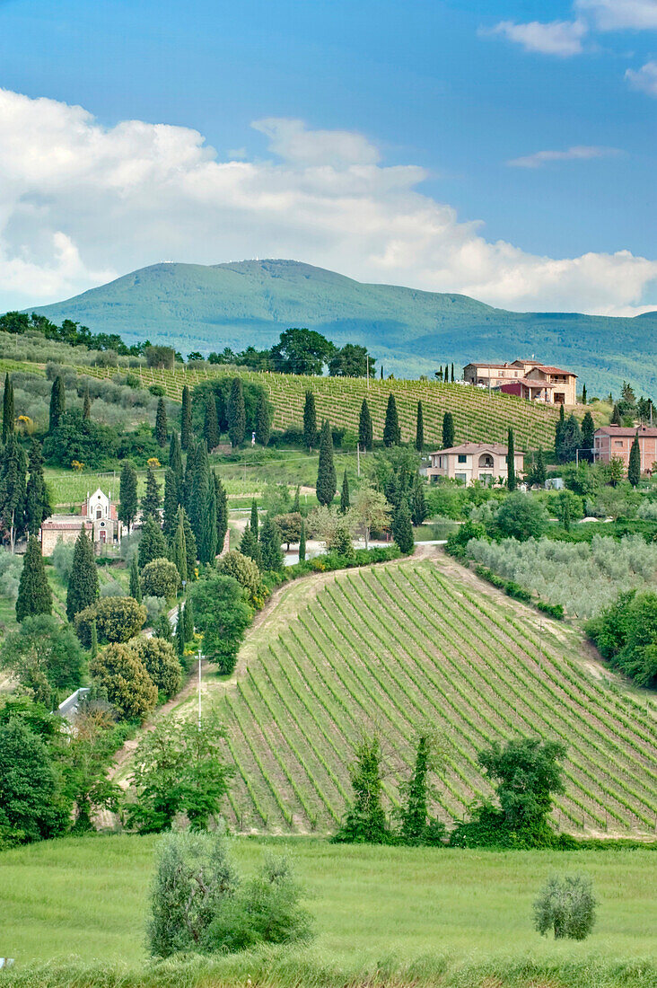 Vineyards on a Hillside, Tuscany, Italy