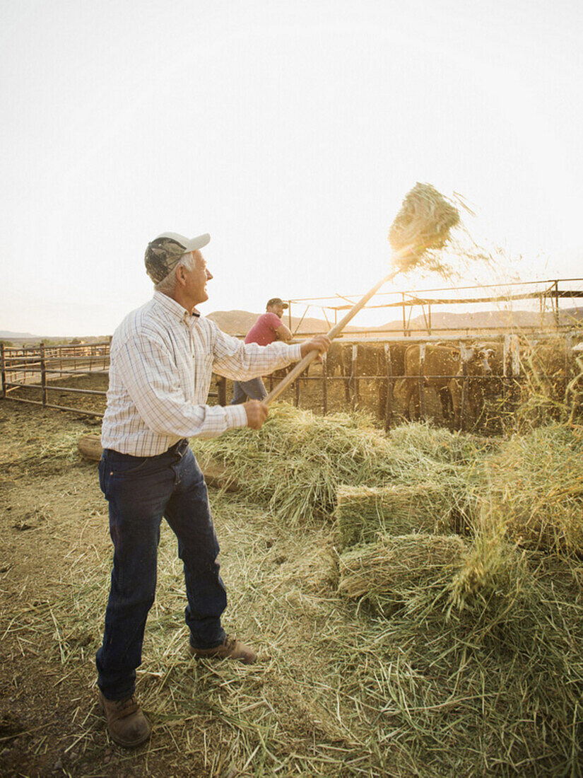 Caucasian farmers forking hay, Saint George, Utah, USA