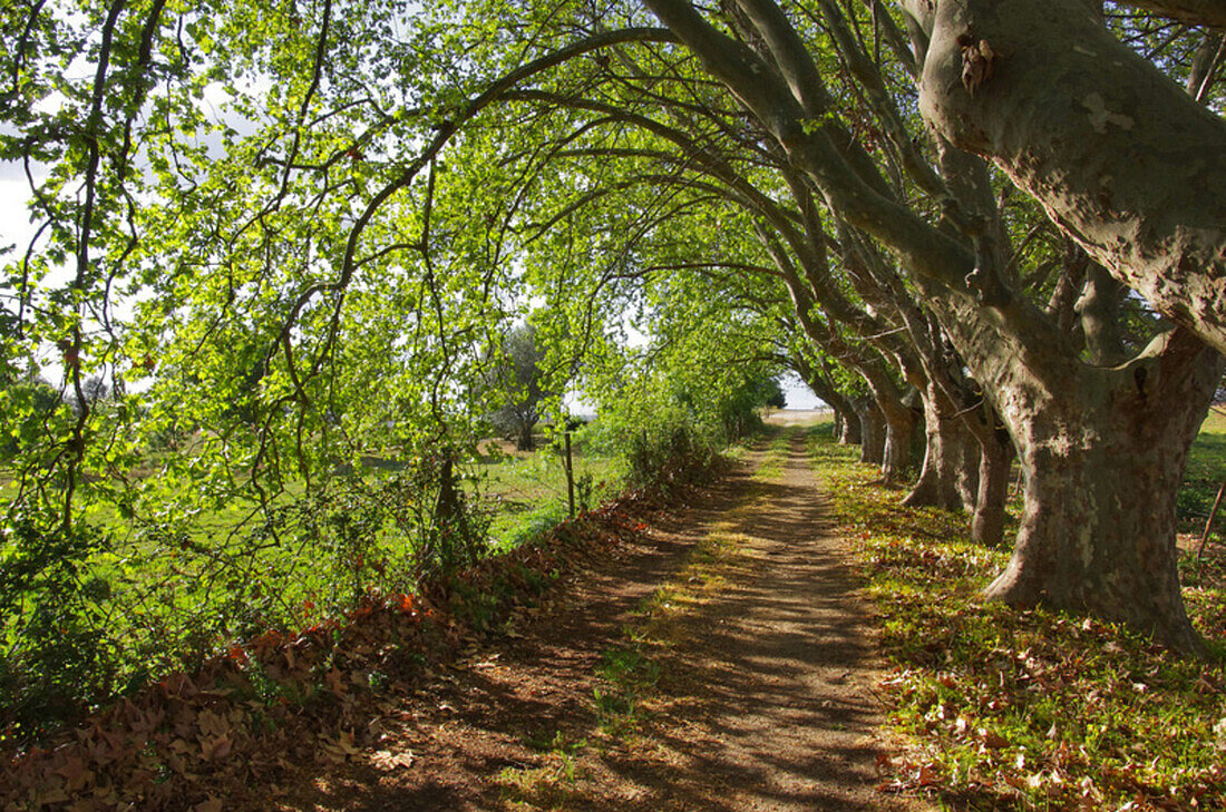 Treelined dirt road, Alentejo, Portugal, Rural, Alentejo, Portugal