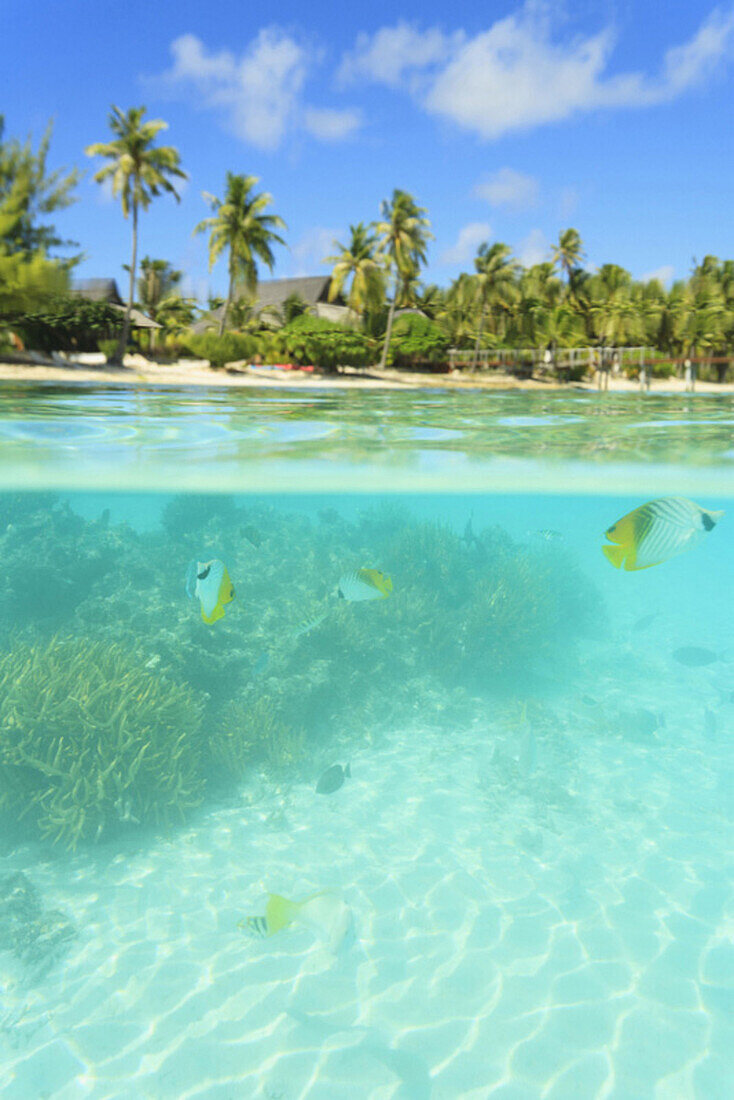 Colorful fish swimming in tropical water, Bora Bora, Bora Bora, French Polynesia