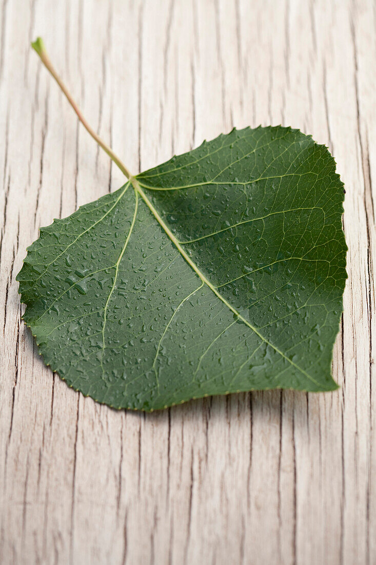 Close up of green leaf, Santa Fe, New Mexico, USA