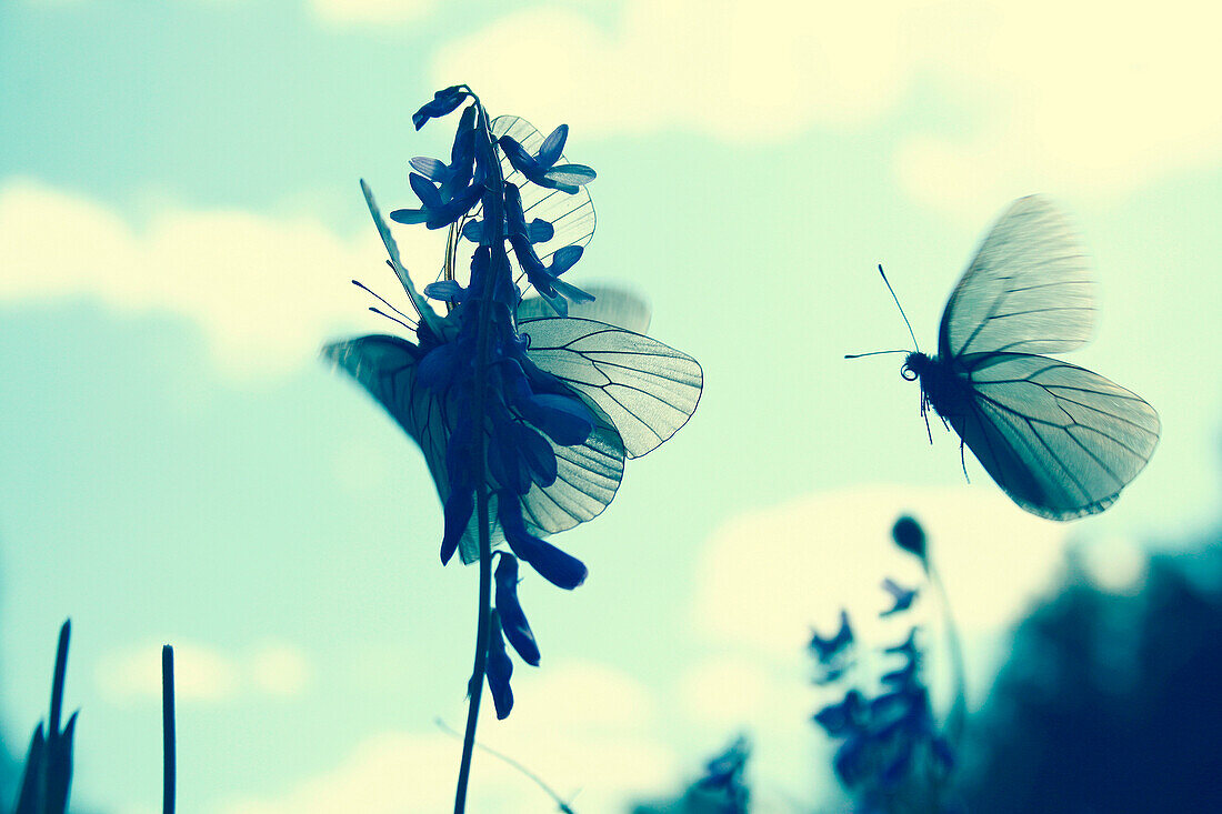 Butterflies landing on flower