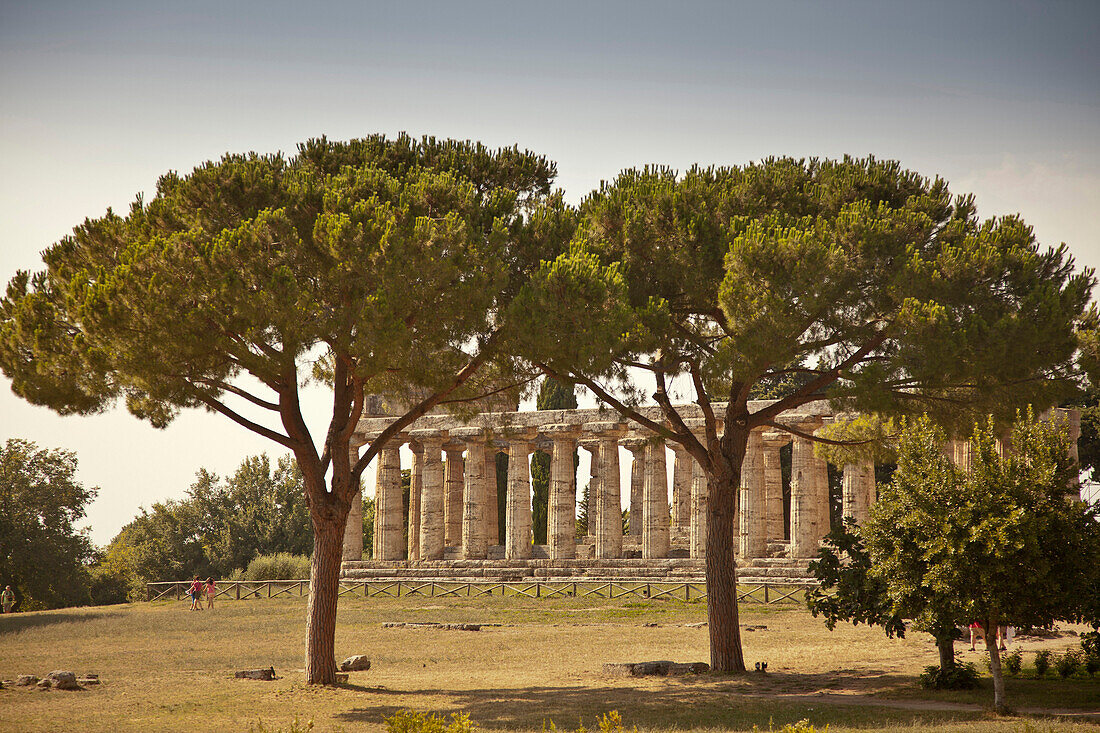Trees growing by ancient ruins, Paestum, Campania, Italy