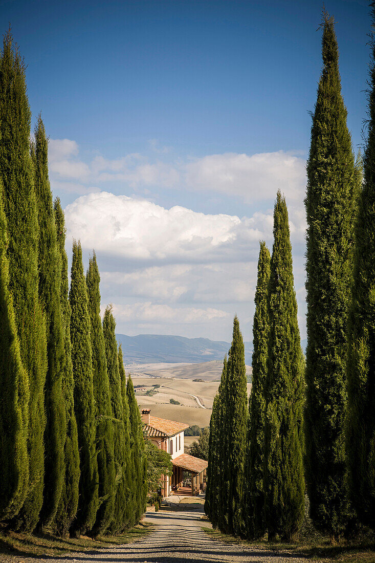 Cypress trees growing along rural road, tuscany, italy, siena