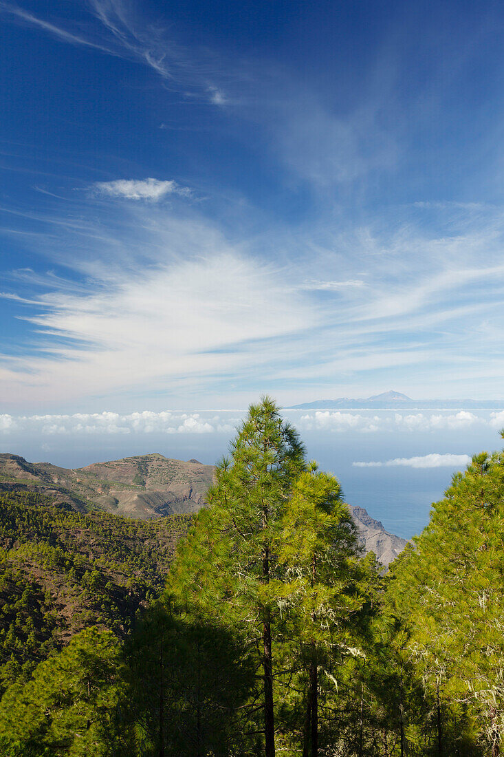 Blick vom Tamadaba Kiefernwald zum Teide Vulkankrater, kanarische Kiefern, Naturschutzgebiet, Naturpark Tamadaba, UNESCO Biosphärenreservat, Westküste, Gran Canaria, Kanarische Inseln, Spanien, Europa