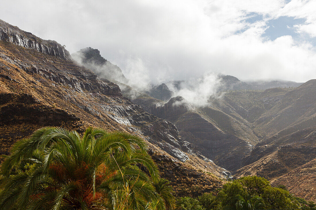 Palmen, Gebirge, Tal von El Risco, bei Agaete, Naturschutzgebiet, Naturpark Tamadaba, UNESCO Biosphärenreservat, Westküste, Gran Canaria, Kanarische Inseln, Spanien, Europa