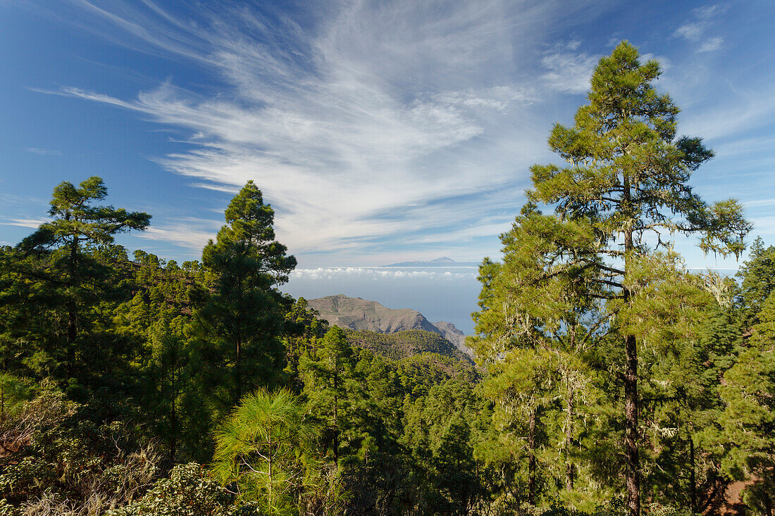 View from Tamadaba pine forest to Teide volcano, canarian pine trees, mountains, beach of El Risco, Natural Preserve, Parque Natural de Tamadaba, UNESCO Biosphere Reserve, West coast, Gran Canaria, Canary Islands, Spain, Europe