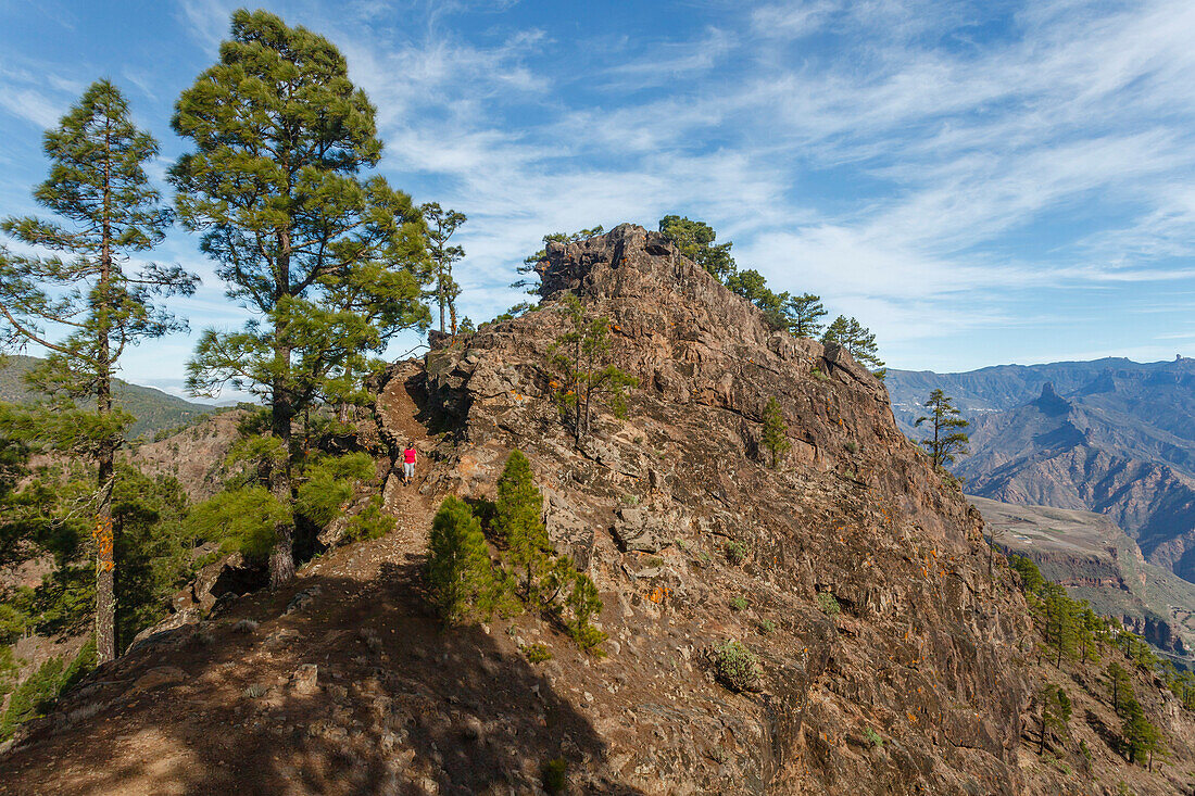 hiking to Altavista mountain, canarian pine trees, mountains, Roque Nublo and Roque Bentaiga in the background, Natural Preserve, Parque Natural de Tamadaba, UNESCO Biosphere Reserve, Gran Canaria, Canary Islands, Spain, Europe