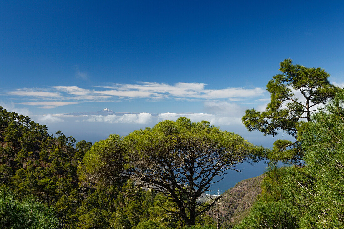 View from Tamadaba pine forest to Teide volcano with snow, canarian pine trees, mountains, Natural Preserve, Parque Natural de Tamadaba, UNESCO Biosphere Reserve, West coast, Gran Canaria, Canary Islands, Spain, Europe