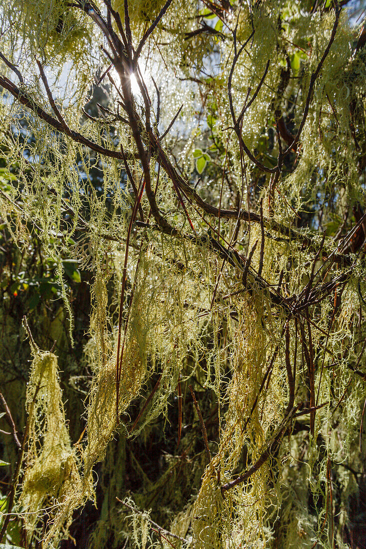 Bartflechten, lat. Usnea, Tamadaba Kiefernwald, kanarische Kiefern, Naturschutzgebiet, Naturpark Tamadaba, UNESCO Biosphärenreservat, Westküste, Gran Canaria, Kanarische Inseln, Spanien, Europa