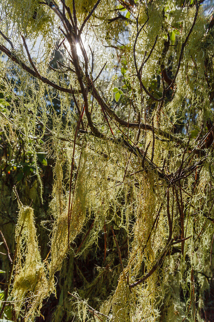 beard lichen, lat. Usnea, Tamadaba pine forest, canarian pine trees, mountains, Natural Preserve, Parque Natural de Tamadaba, UNESCO Biosphere Reserve, West coast, Gran Canaria, Canary Islands, Spain, Europe