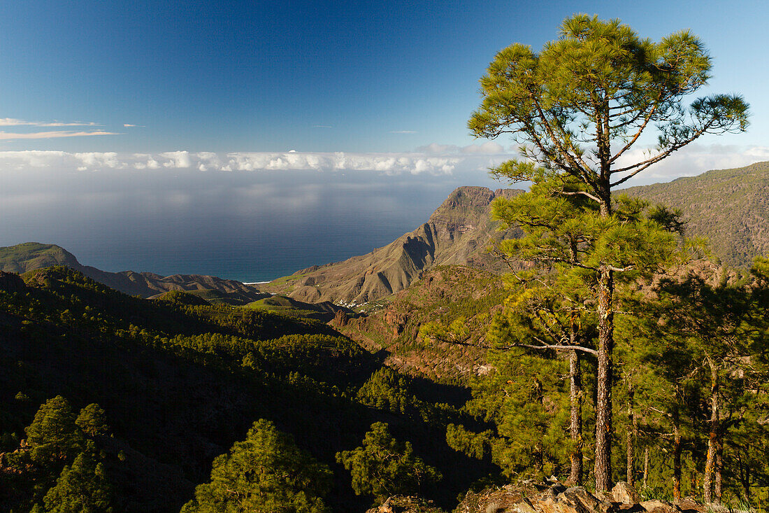 Blick vom Berg Altavista, kanarische Kiefern, Berge, Gebirge, Tal von El Risco, Berg Faneque, bei Agaete, Naturschutzgebiet, Naturpark Tamadaba, UNESCO Biosphärenreservat, Westküste, Gran Canaria, Kanarische Inseln, Spanien, Europa