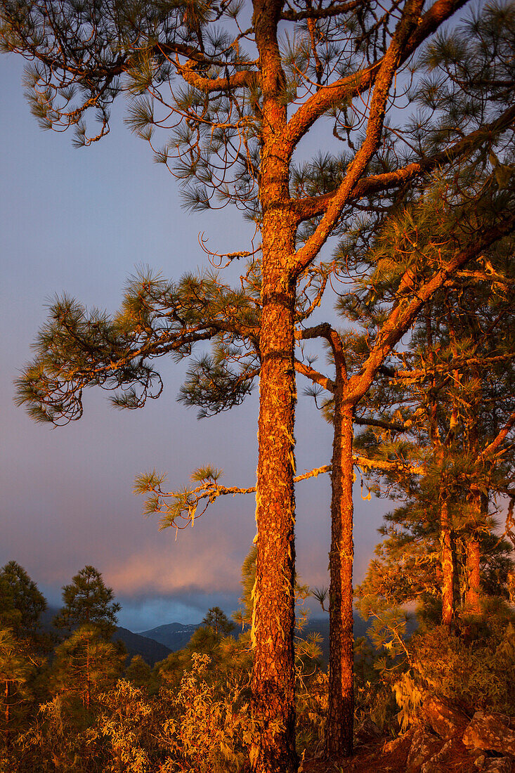 Canarian pine trees, Tamadaba wood, Natural Preserve, Parque Natural de Tamadaba, UNESCO Biosphere Reserve, Gran Canaria, Canary Islands, Spain, Europe
