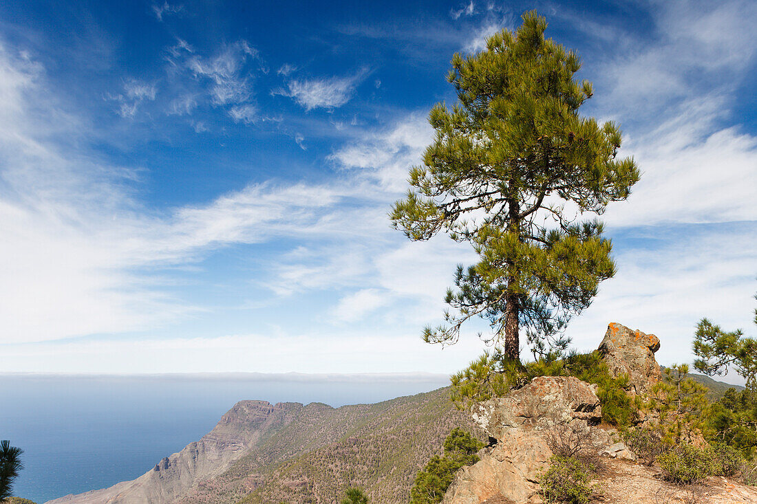 View from Tamadaba pine forest, canarian pine tree, mountains, Natural Preserve, Parque Natural de Tamadaba, UNESCO Biosphere Reserve, West coast, Gran Canaria, Canary Islands, Spain, Europe