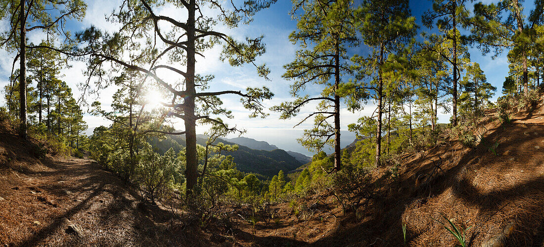 View from Tamadaba pine forest to Teide volcano, canarian pine trees, Natural Preserve, Parque Natural de Tamadaba, UNESCO Biosphere Reserve, West coast, Gran Canaria, Canary Islands, Spain, Europe
