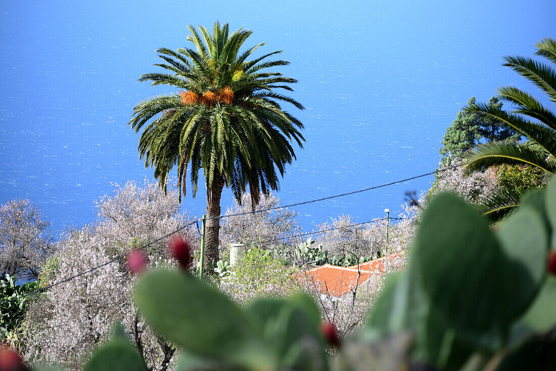 Blühende Mandelbäume, bei Puntagorda, La Palma, Kanarische Inseln, Spanien