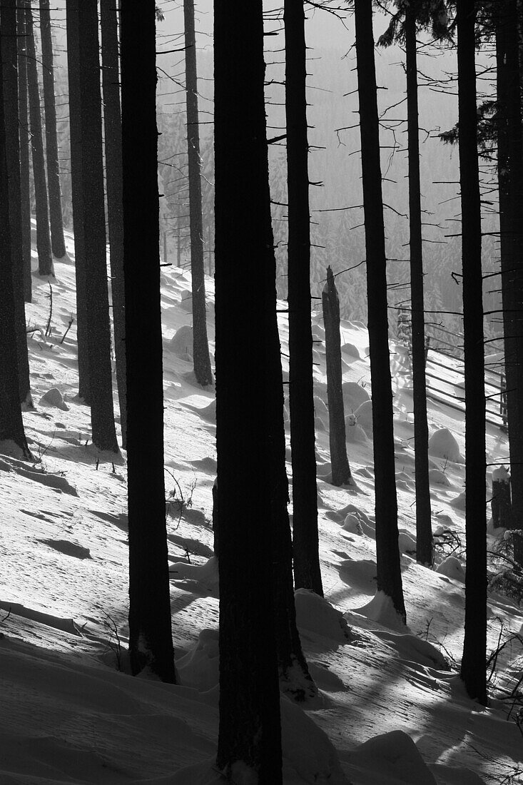 Fir tree trunks, Harz mountains, Lower Saxony, Germany