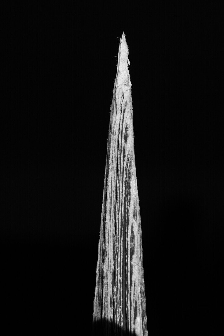 Spine, Top of a palm tree leaf, Germany