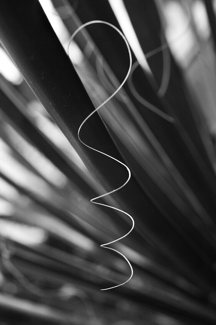 Thread of a palm leaf, Turkey