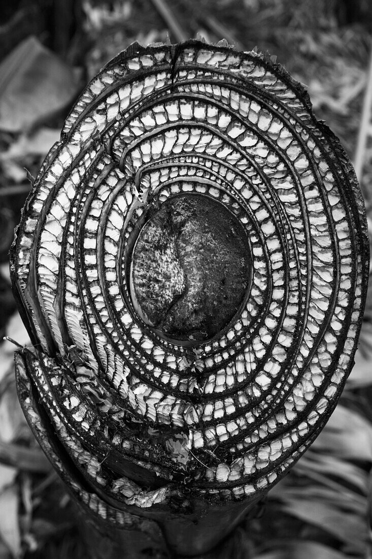 Cross section of a banana tree, La Palma, Canary Islands, Spain