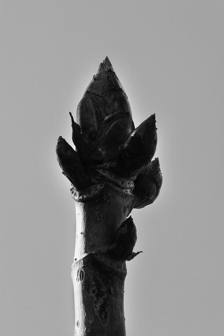 bud of European chestnut, Tree, Nature