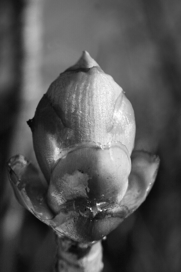 Bud of European chestnut, Tree, Nature, Germany