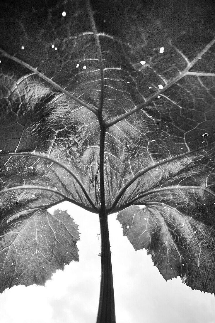 Structure on a large leaf, Plant, Nature