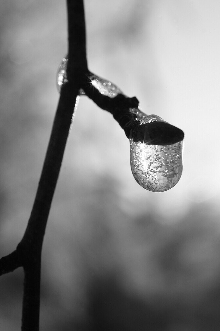 Ice crystal on a twig, Germany