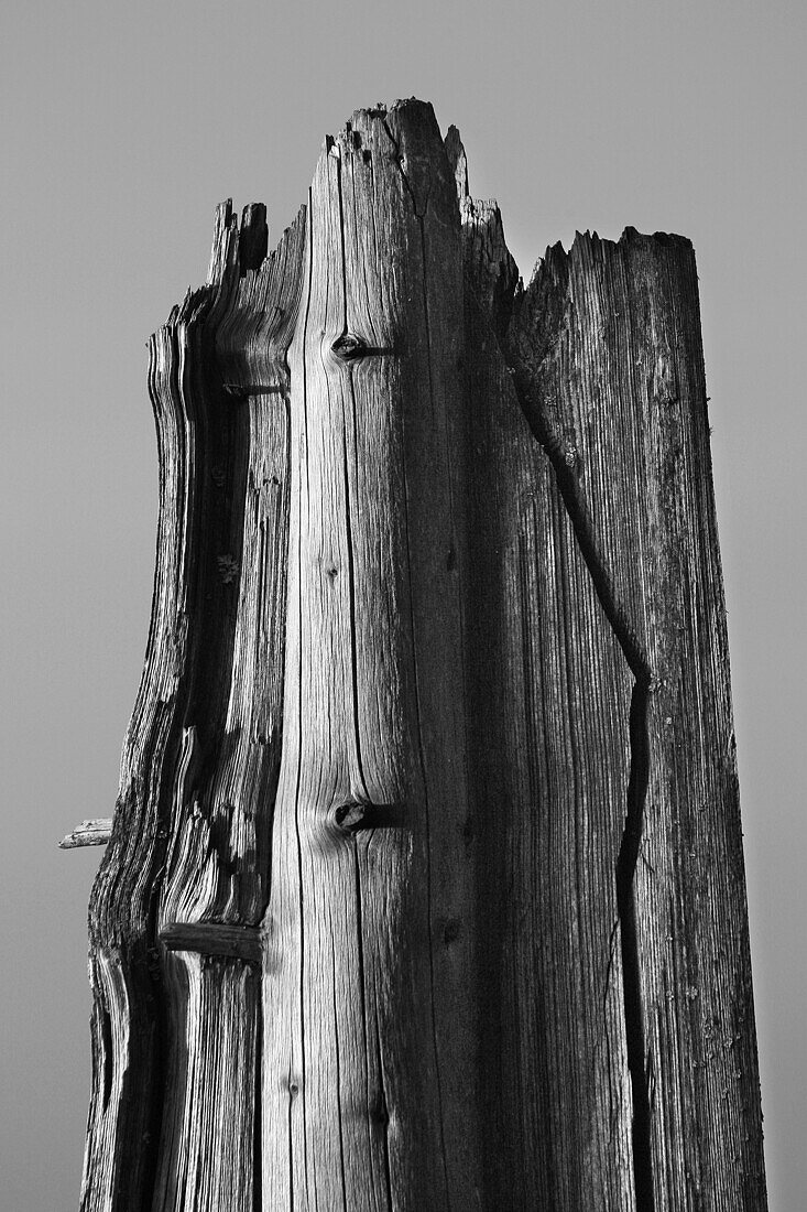 broken fir tree, Germany