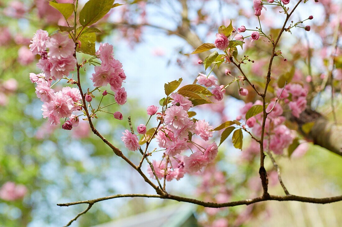 Tree in bloom, Garden.