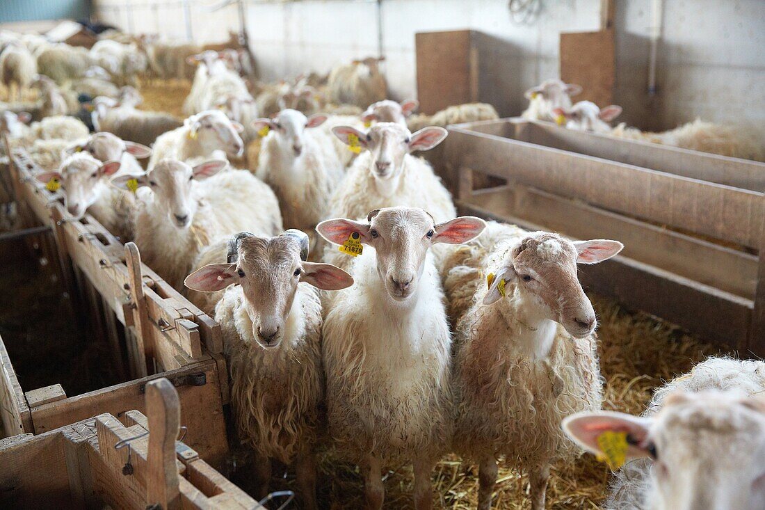 Sheep farm Latxa breed Gomiztegi Baserria, Arantzazu, Oñati, Gipuzkoa, Basque Country, Spain.