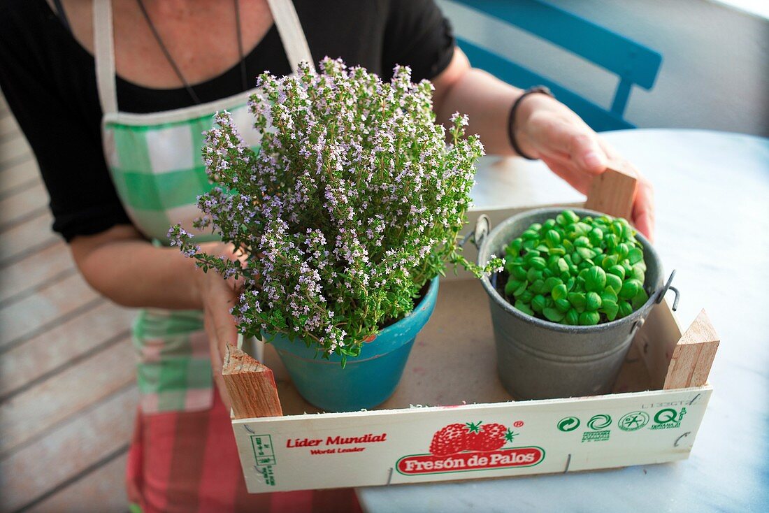 Housewife with a pot of thyme and basil