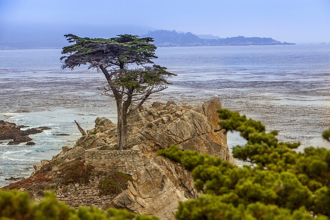 Pebble Beach Cypress Tree on the 17 mile scenic drive, is recognized as one of the most scenic drives in the world.