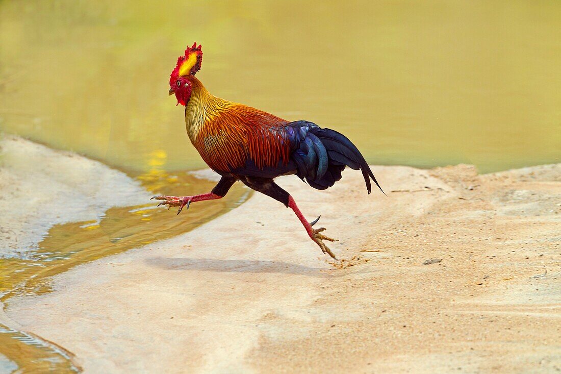 Sri Lanka Jungle Fowl Gallus lafayetii.