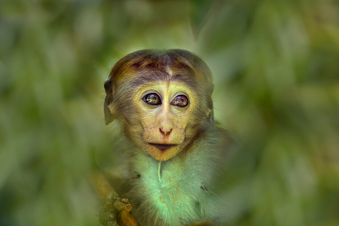 Toque Macaque Macaca sinica sinica young feeding.