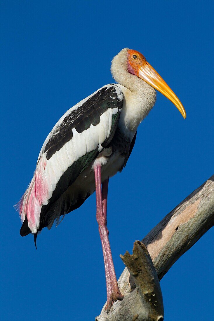 Painted Stork Mycteria leucocephala.