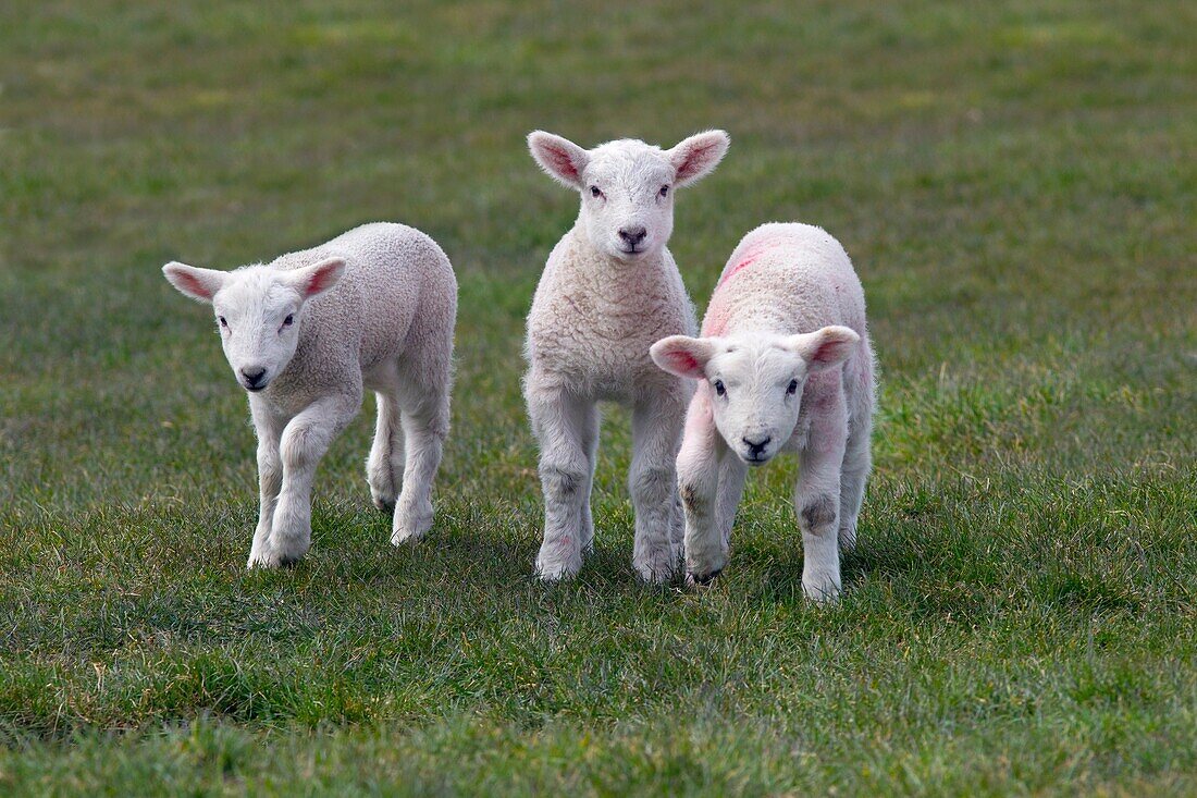 Ewe & Spring Lambs in grass meadow.
