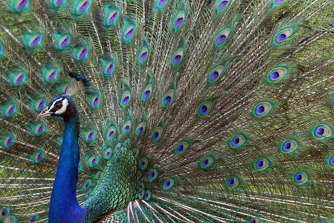 Indian Peafowl Pavo cristatus male displaying.