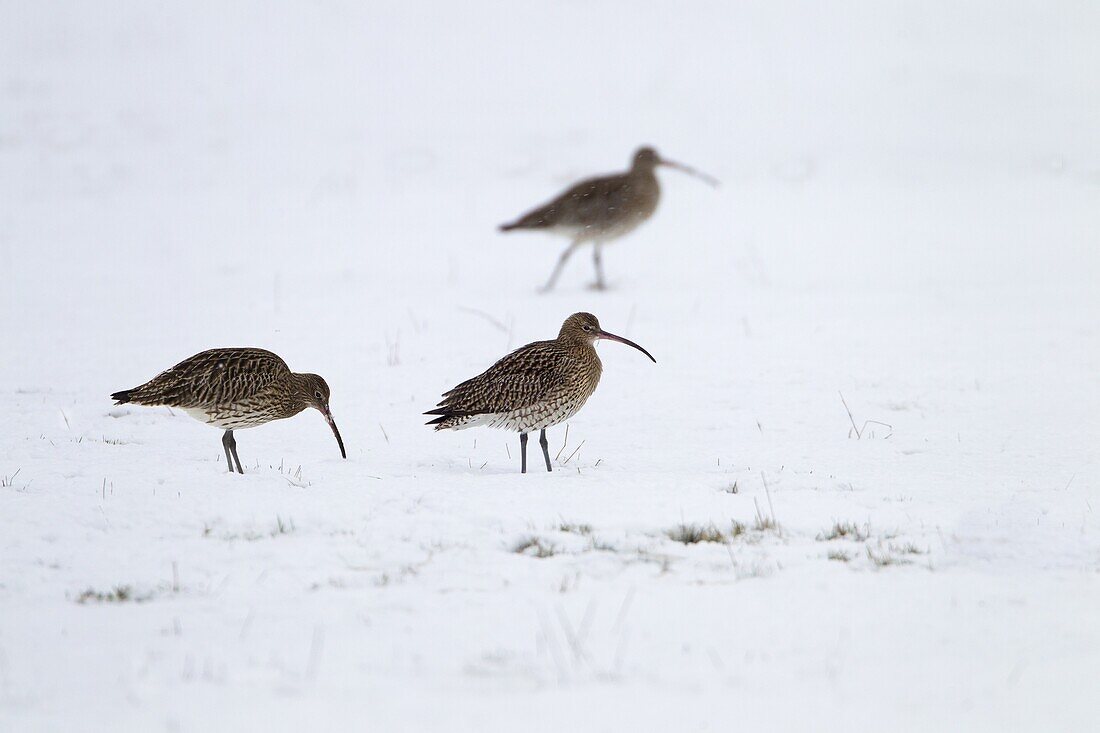 Curlews Numenius arquata feeding in winter snow