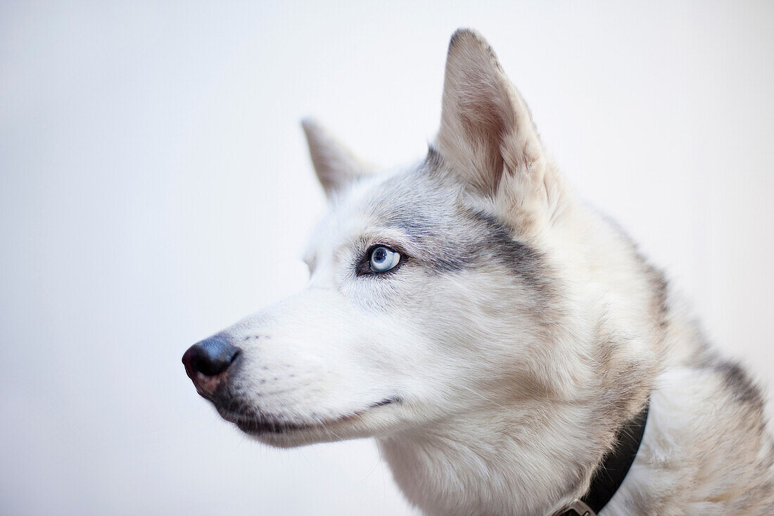 Portrait of a siberian husky