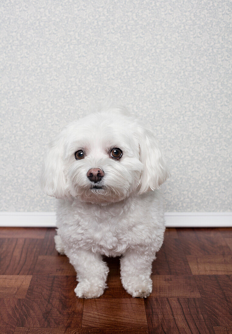Portrait of a maltese dog